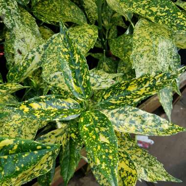Aucuba variegata 'Crotonifolia'