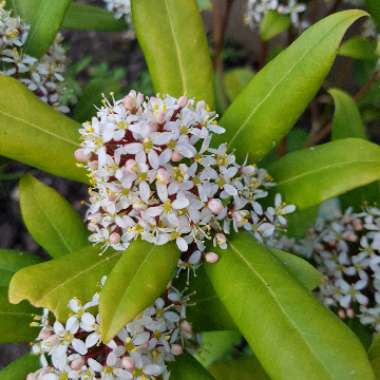 Skimmia japonica