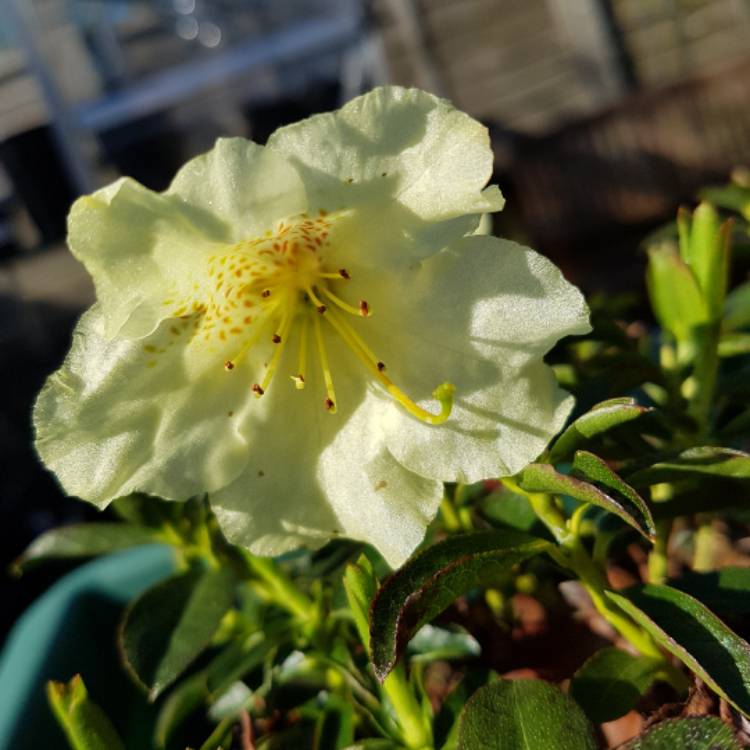 plant image 357479