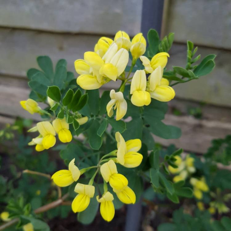 Plant image Coronilla valentina subsp. glauca 'Citrina' syn. Coronilla glauca 'Citrina', Coronilla valentina 'Citrina'