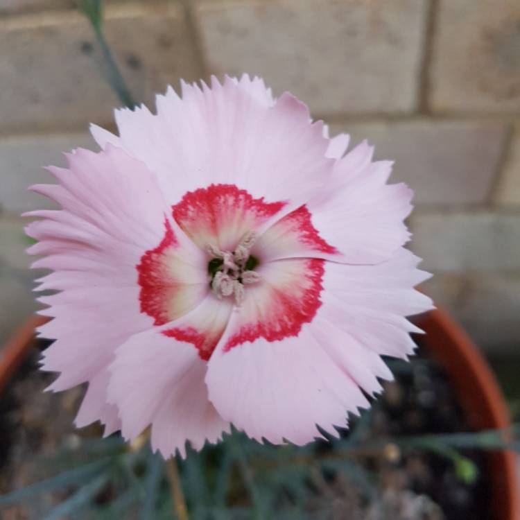 Plant image Dianthus allwoodii 'Tequila Sunrise'