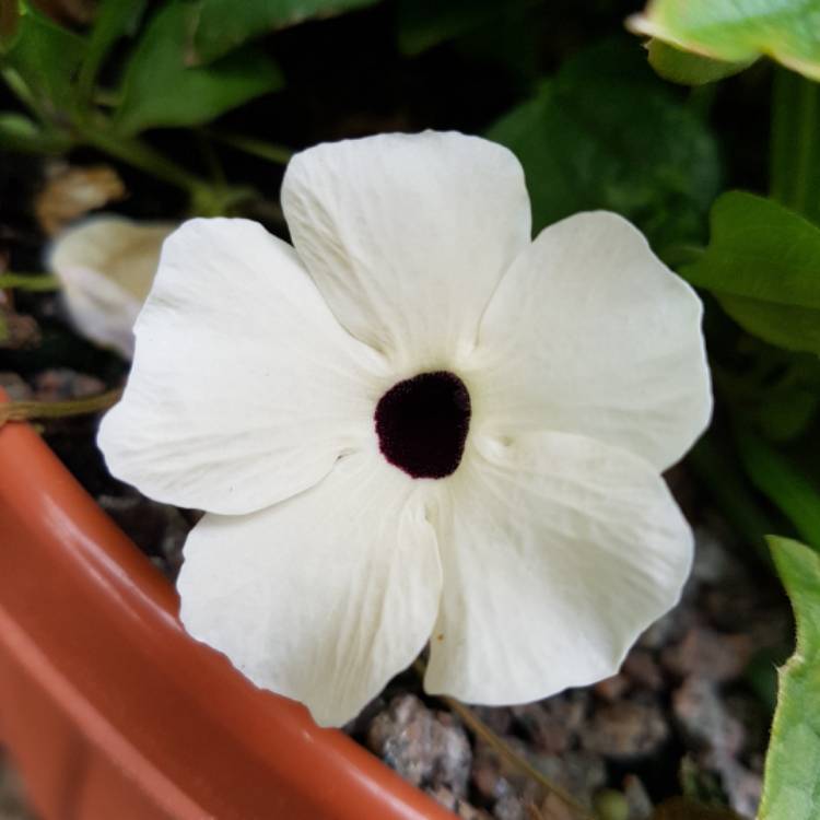 Plant image Thunbergia alata 'White-Eyed Susan'