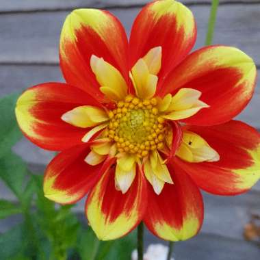 Dahlia 'Pooh - Swan Island' syn. Dahlia 'Pooh'