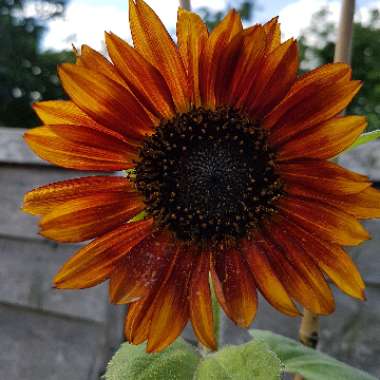 Helianthus annuus 'Velvet Queen'