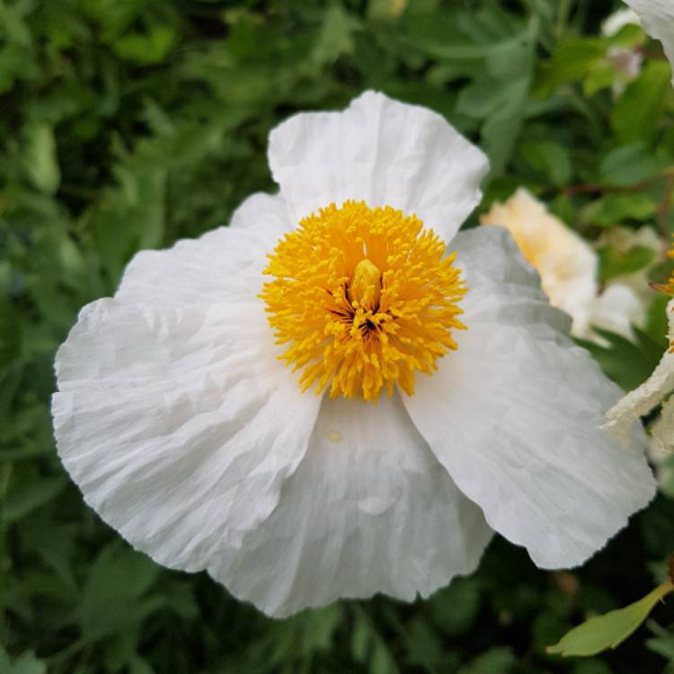 Plant image Romneya coulteri