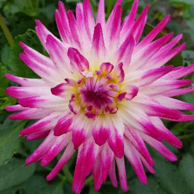 Dahlia 'Hayley Jane'