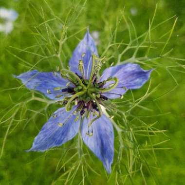Nigella