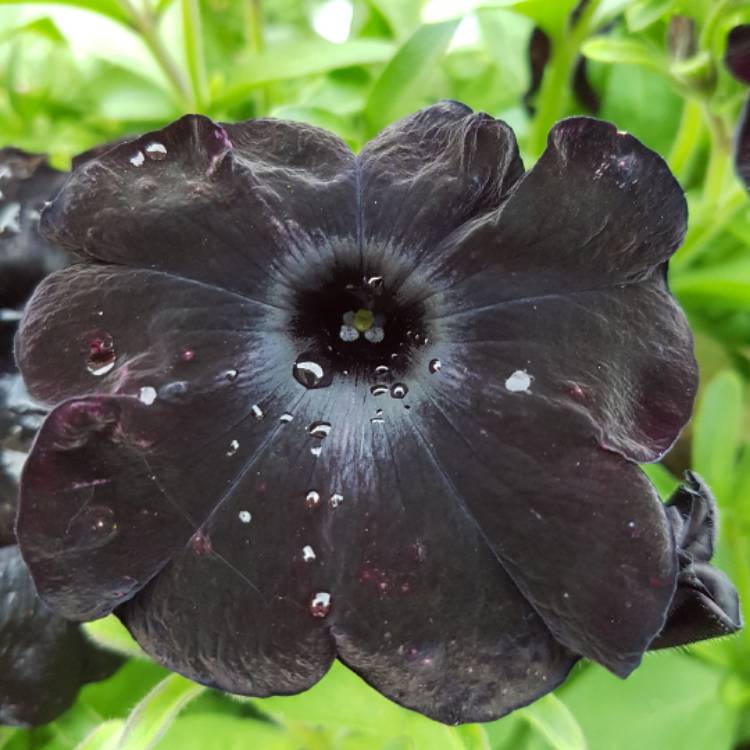 plant image 506387