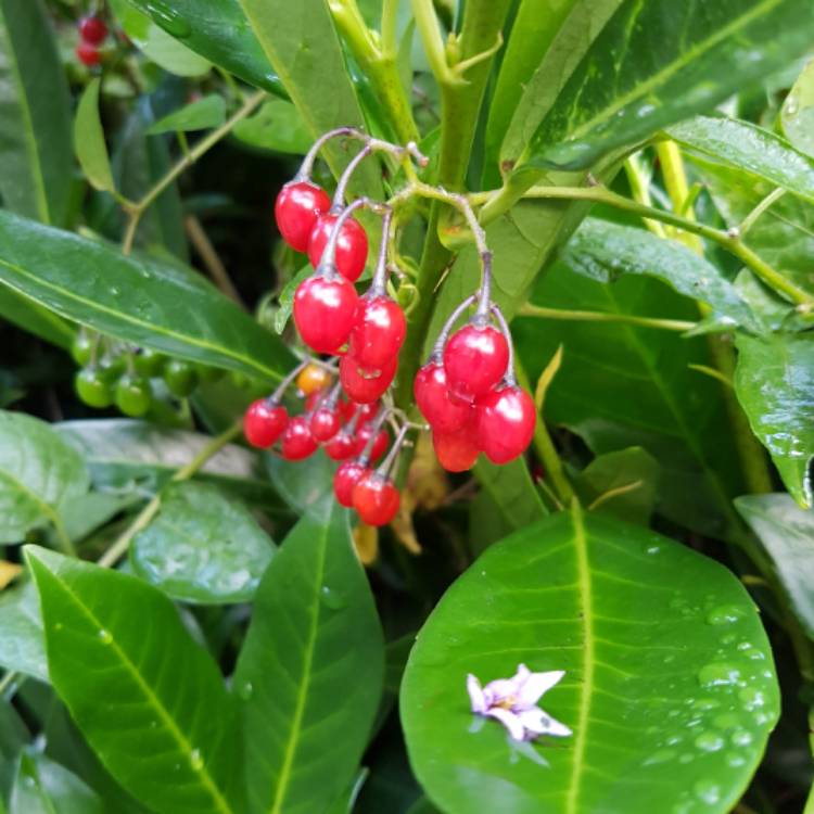 Plant image Atropa belladonna