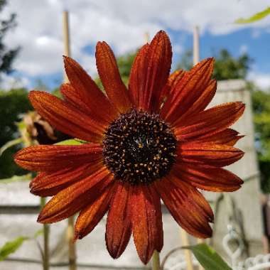 Helianthus annuus 'Velvet Queen'