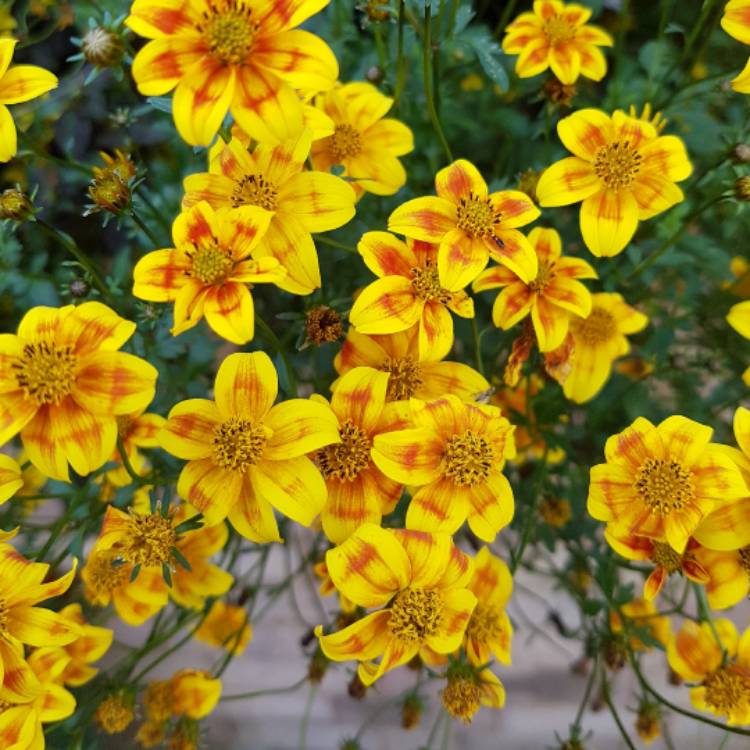Plant image Bidens 'Bee Dance'