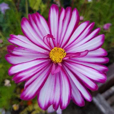 Cosmos bipinnatus 'Picotee'
