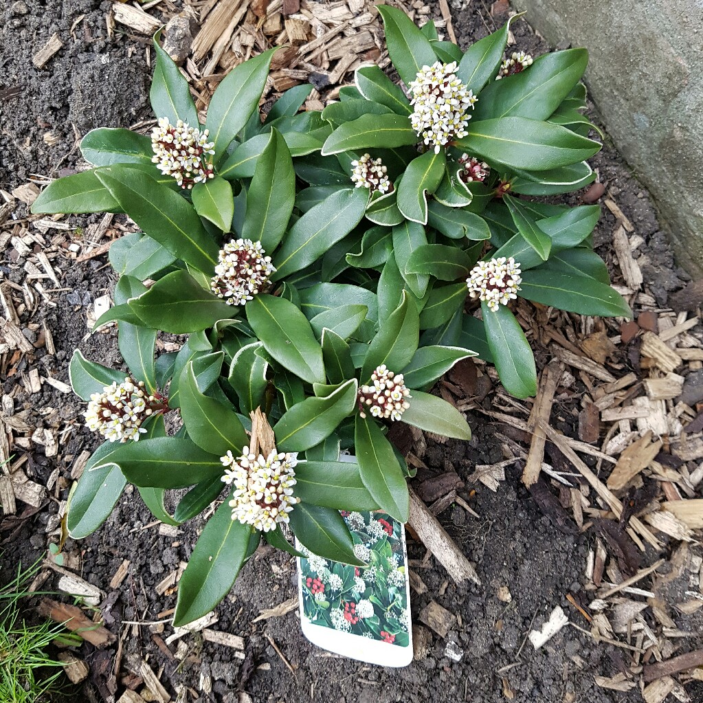 Plant image Skimmia japonica 'Whitebolwi' syn. Skimmia japonica 'Sensation'