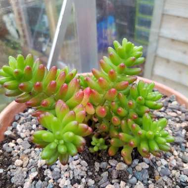 Sedum Rubrotinctum