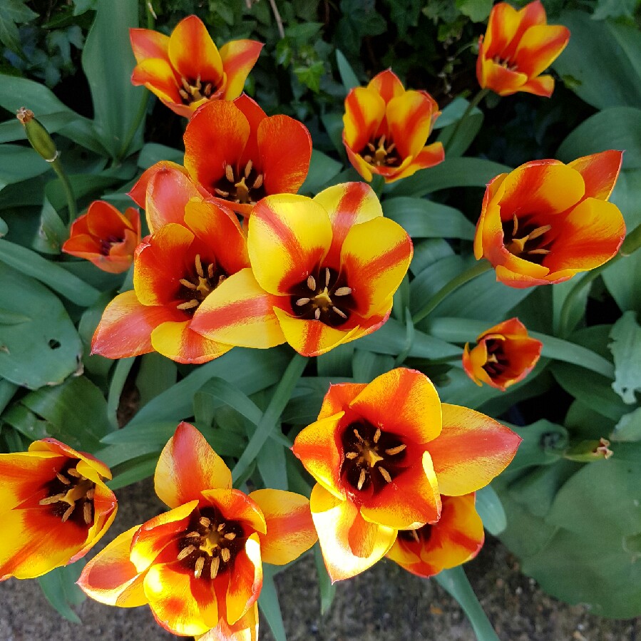 Plant image Tulipa 'Winnipeg' syn. Tulipa greigii 'Winnipeg'