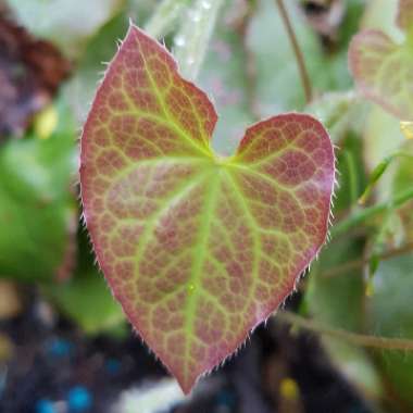 Epimedium x rubrum 'Galadriel'


