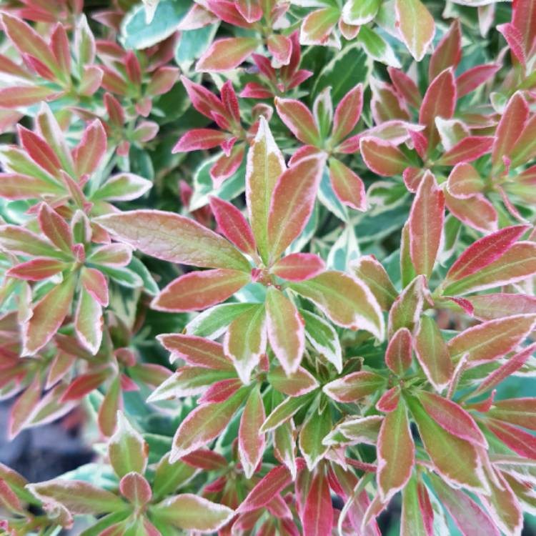 Plant image Pieris japonica 'Carnaval'