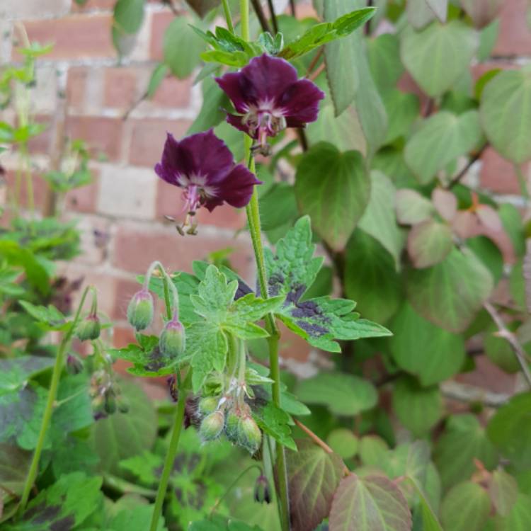 Plant image Geranium phaeum 'Samobor'
