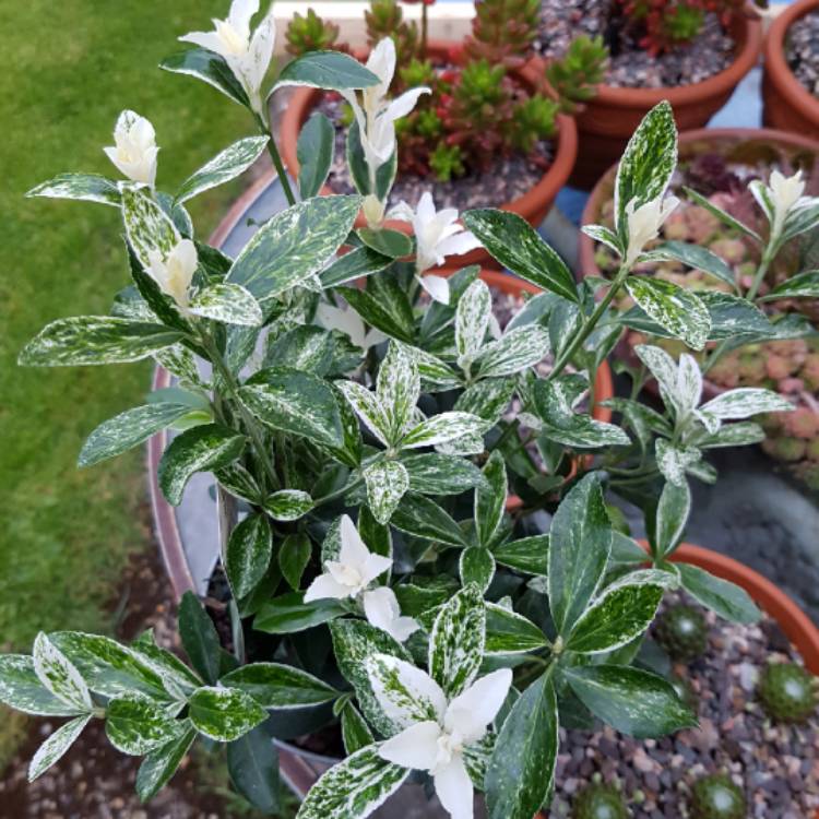 Plant image Euonymus fortunei 'Pierrolino'