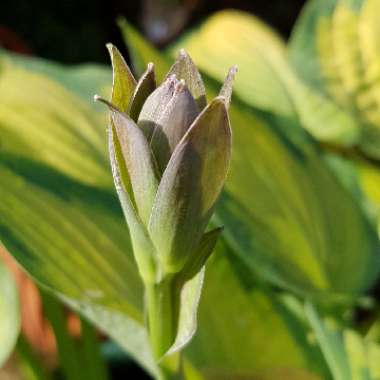 Hosta