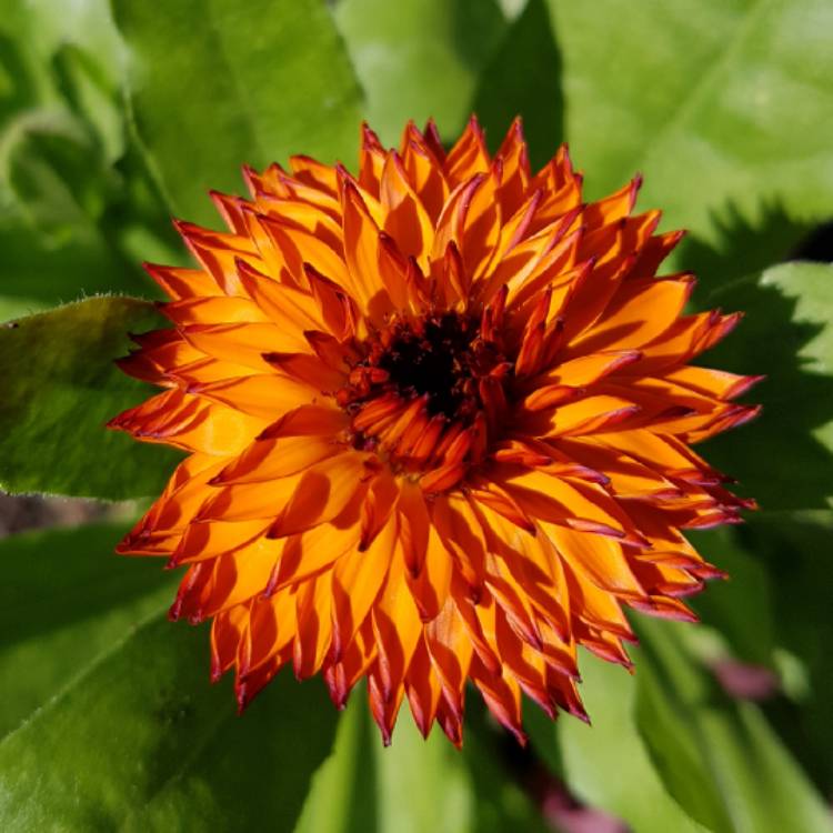 plant image 741486