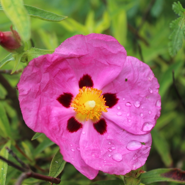 Plant image Cistus x purpureus 'Betty Taudevin'