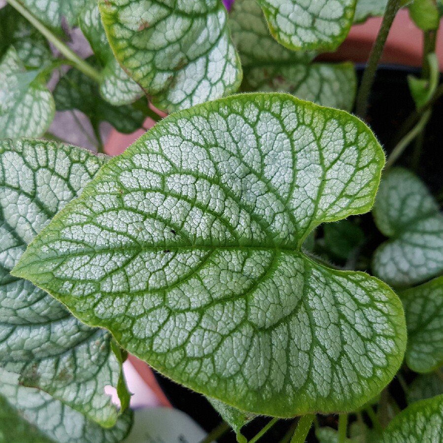 plant image 74992
