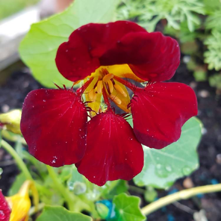Plant image Tropaeolum majus 'Black Velvet'