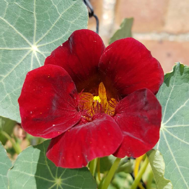 Plant image Tropaeolum majus 'Black Velvet'