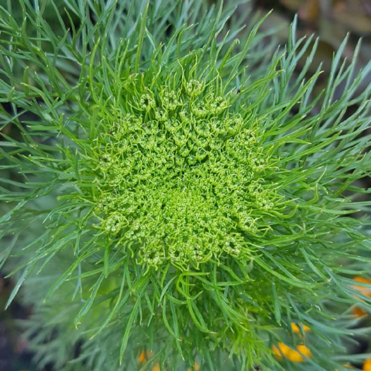 Plant image Ammi visnaga