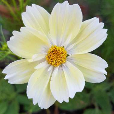 Cosmos 'Xanthos Lemon Sherbet'