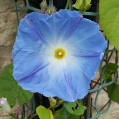 Ipomoea tricolor 'Heavenly Blue'