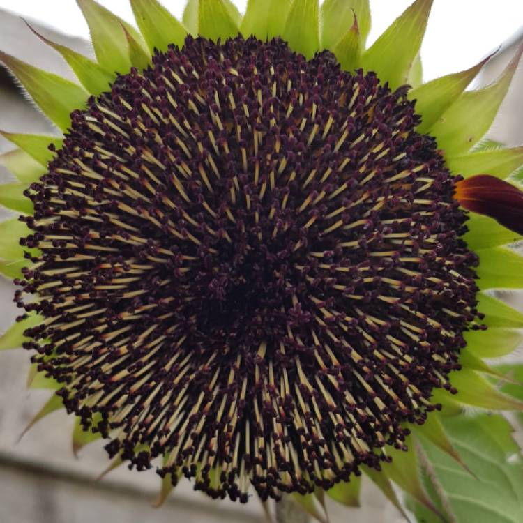Plant image Helianthus annuus 'Black Magic'