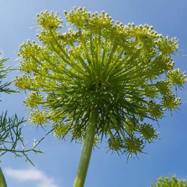 Ammi visnaga