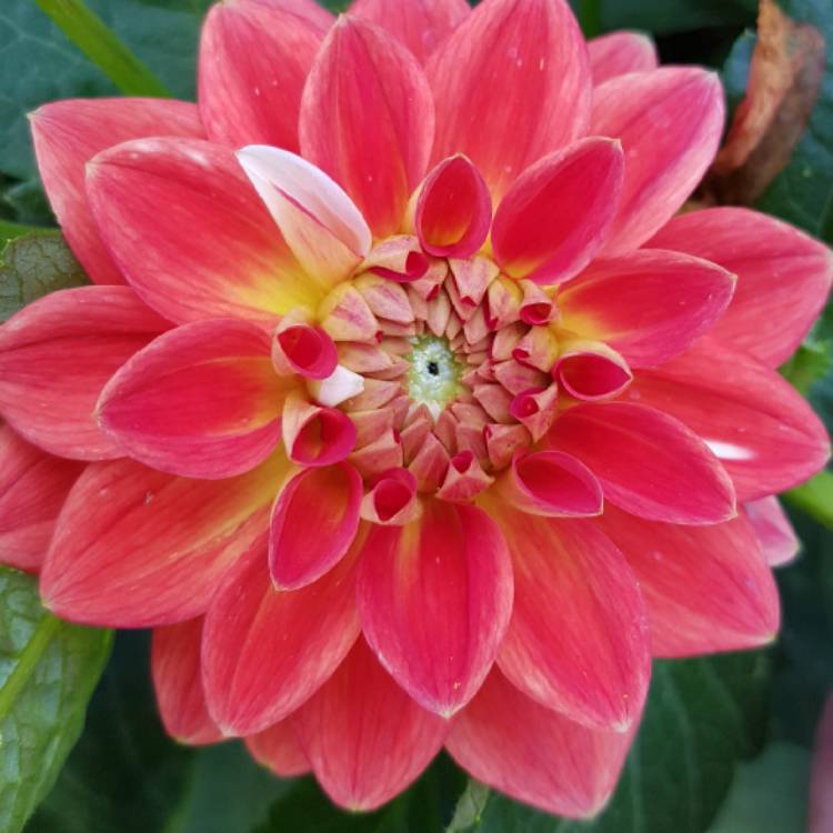 Plant image Dahlia 'Moulin Rouge'