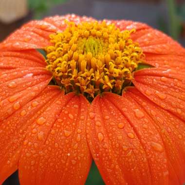 Tithonia rotundifolia 'Torch'