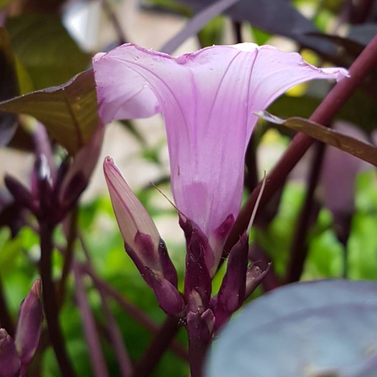 Plant image Ipomoea batatus 'Bright Ideas Black'