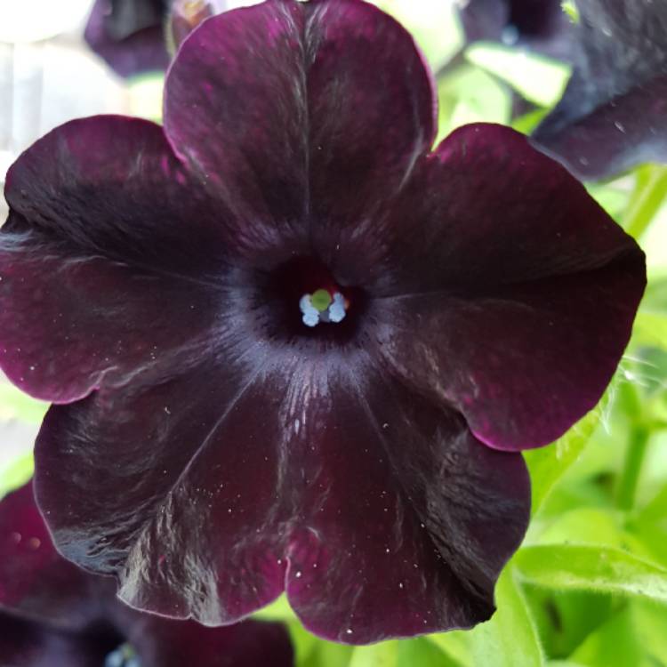 Plant image Petunia 'Black Velvet'