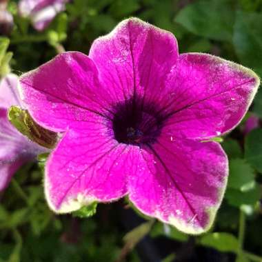 Petunia 'Wespekepu' (Crazytunia Series) syn. Petunia 'Kermit Purple'