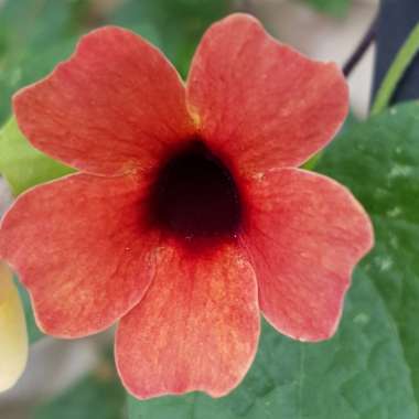 Thunbergia alata