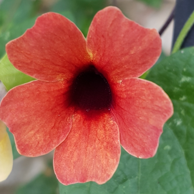 Plant image Thunbergia alata