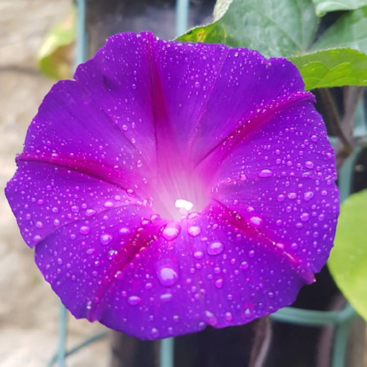 Plant image Ipomoea purpurea 'Grandpa Ott'