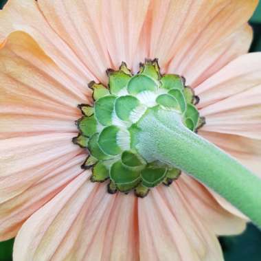 Zinnia 'Giant Dahlia Mix'
