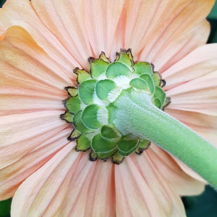 plant image 834439