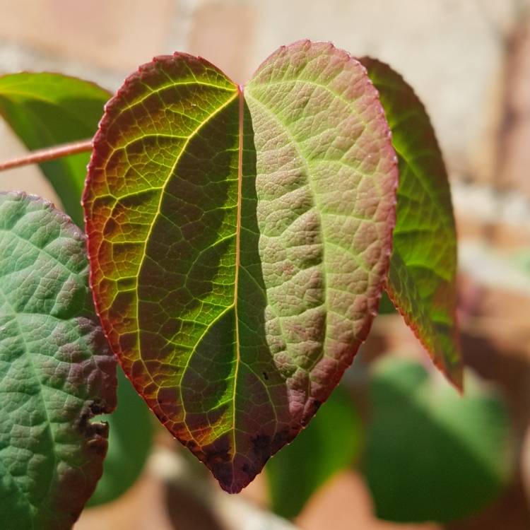 Plant image Cercidiphyllum japonicum