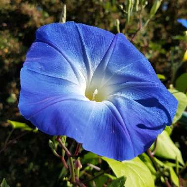 Ipomoea