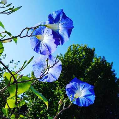 Ipomoea