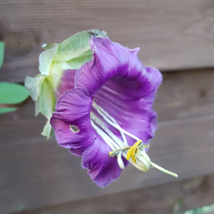 Plant image Cobaea scandens f. alba
