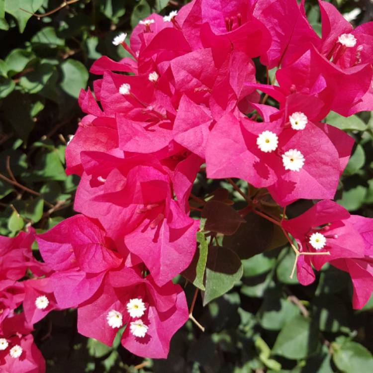 plant image 863096