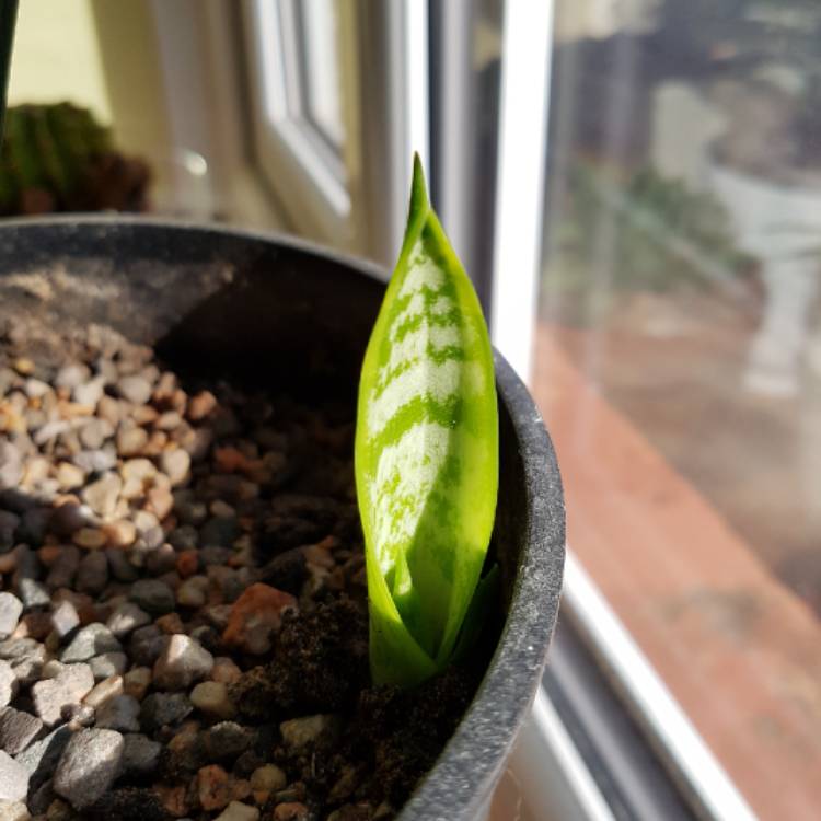 plant image 873072